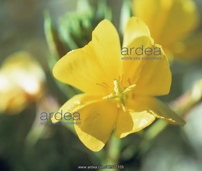 : Evening Primrose : Evening Primrose