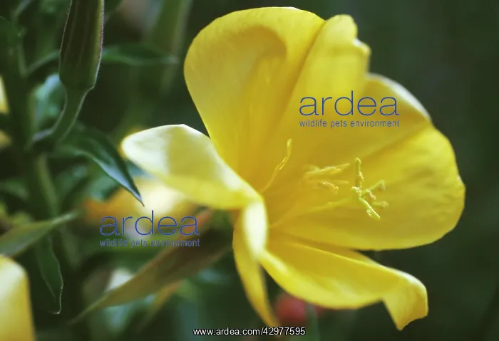 : Evening primrose : Evening primrose
