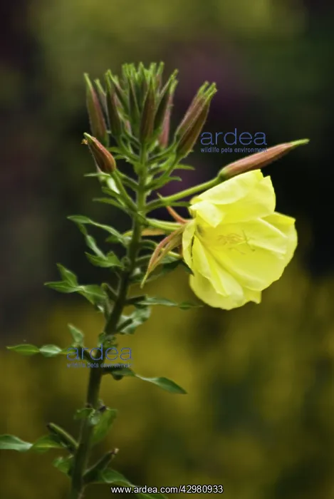 : Evening Primrose : Evening Primrose