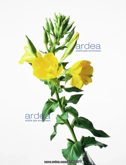 : Evening Primrose : Evening Primrose