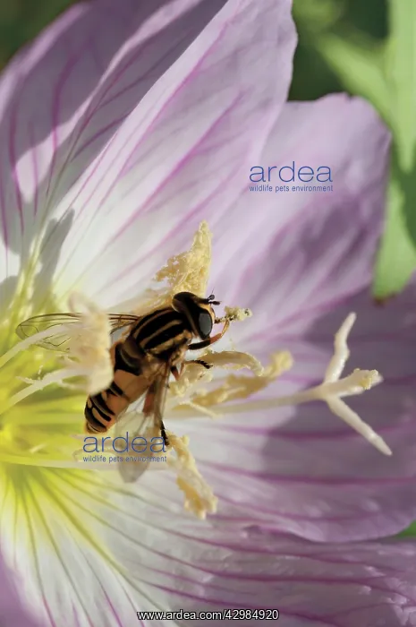 : Evening Primrose : Evening Primrose