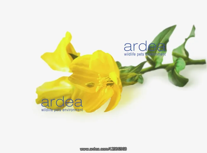 : Evening Primrose : Evening Primrose