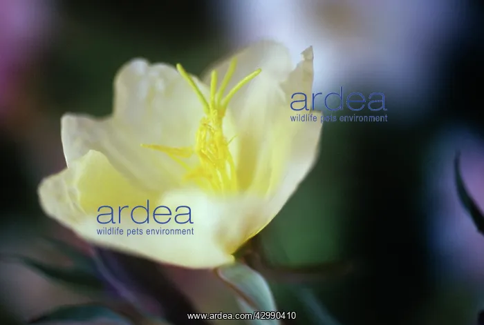 : Evening Primrose : Evening Primrose