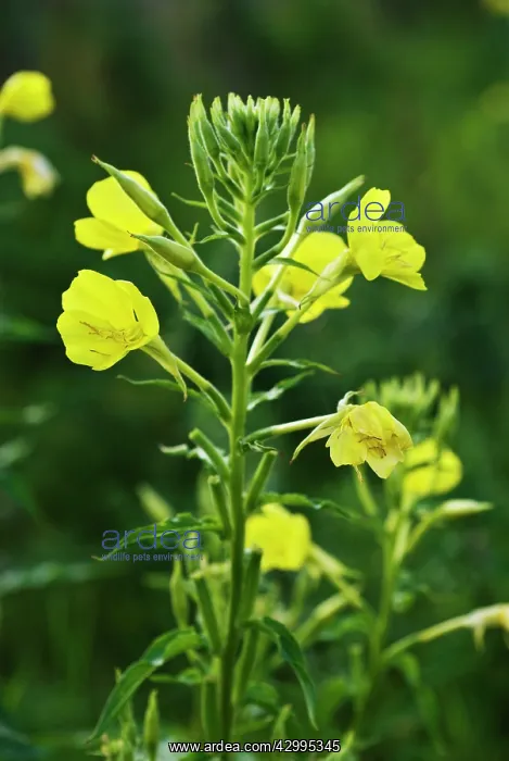 : Evening Primrose : Evening Primrose