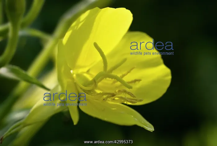 : Evening Primrose : Evening Primrose