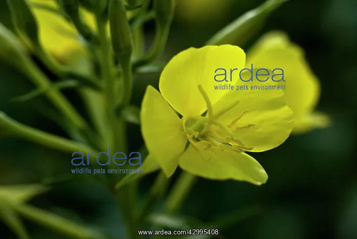 : Evening primrose : Evening primrose