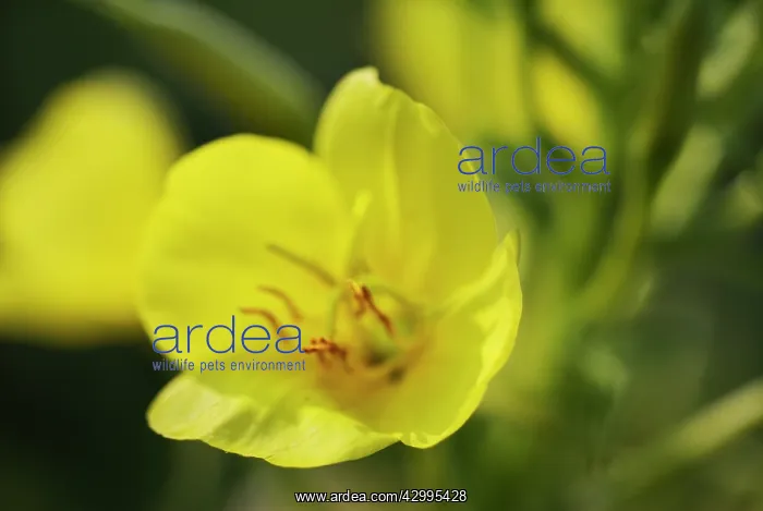: Evening Primrose : Evening Primrose