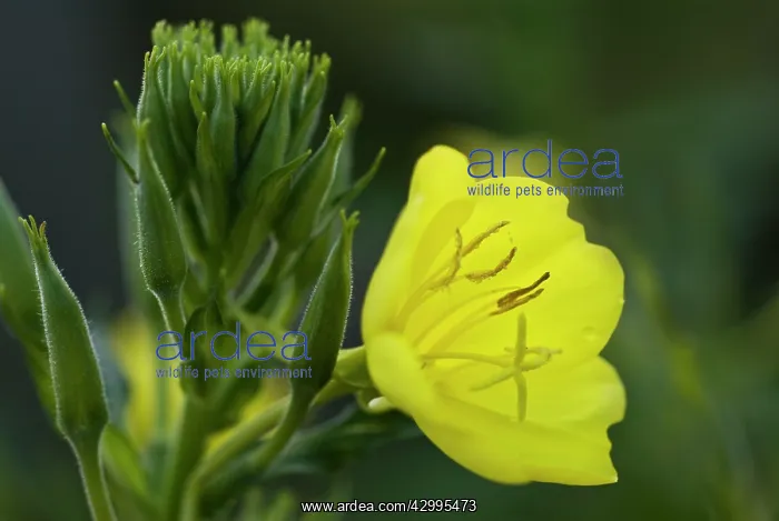 : Evening primrose : Evening primrose