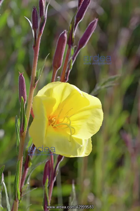  : Evening Primrose