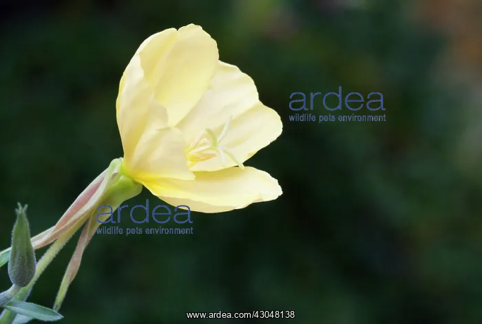 : Evening Primrose : Evening Primrose