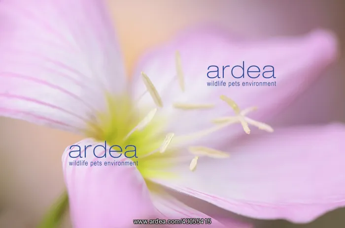 : Evening Primrose : Evening Primrose