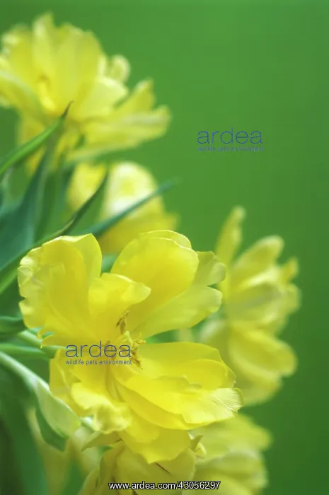 : Evening Primrose : Evening Primrose
