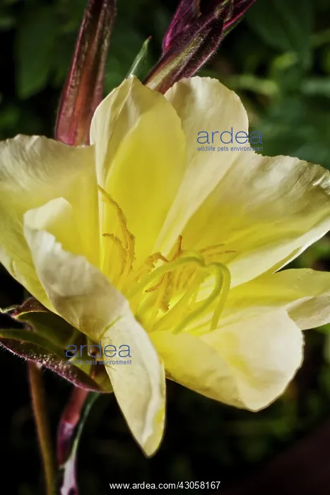 : Evening Primrose : Evening Primrose