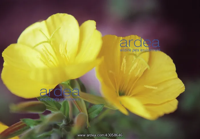 : Evening Primrose : Evening Primrose