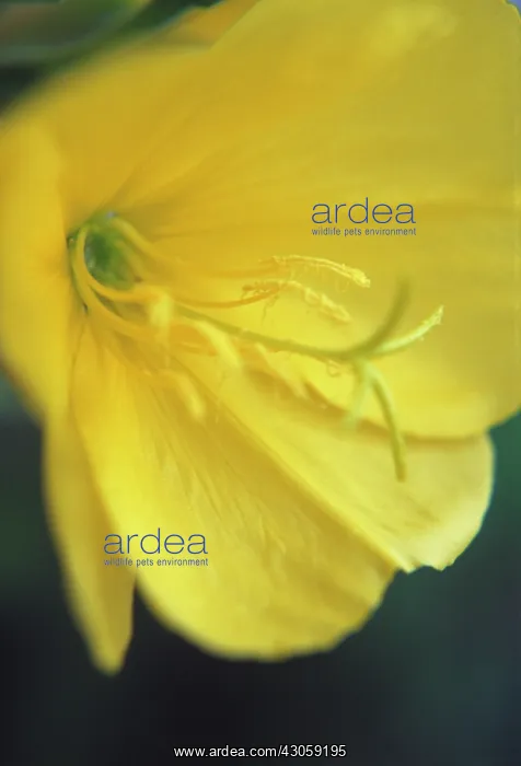 : Evening Primrose : Evening Primrose