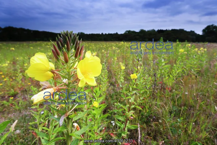  : Evening primrose