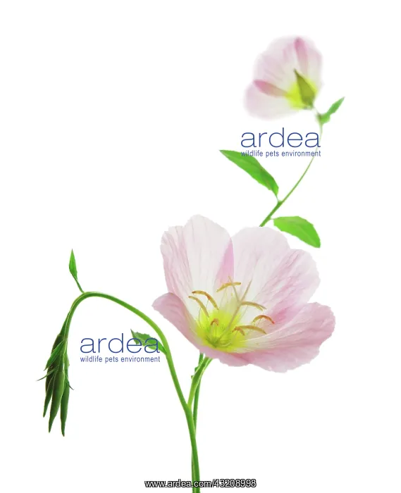 : Evening Primrose : Evening Primrose