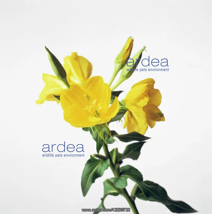  : Evening Primrose