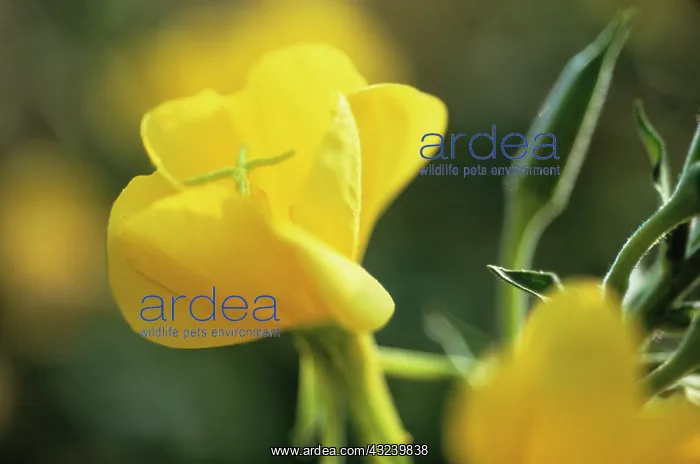 : Evening Primrose : Evening Primrose