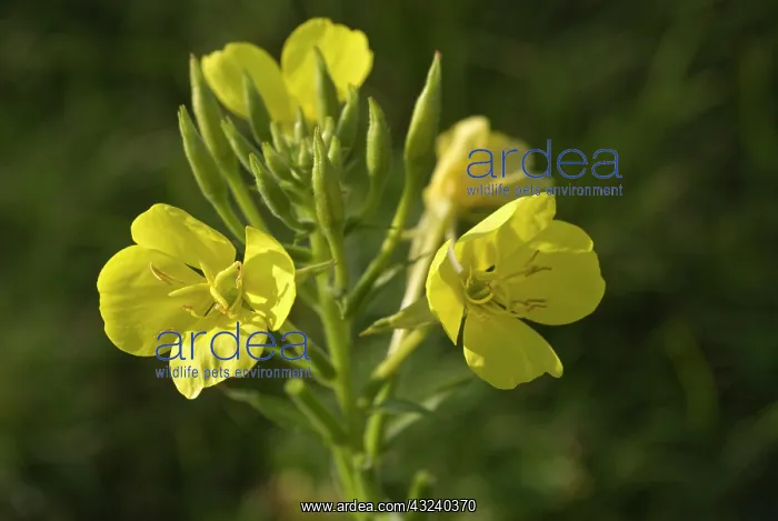 : Evening Primrose : Evening Primrose