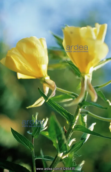 : Evening Primrose : Evening Primrose