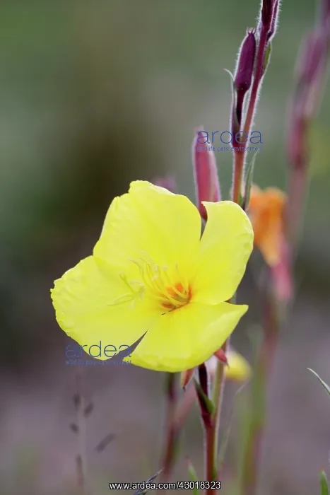 : Evening Primrose / Evening Star / Sun Drop : Evening Primrose / Evening Star / Sun Drop