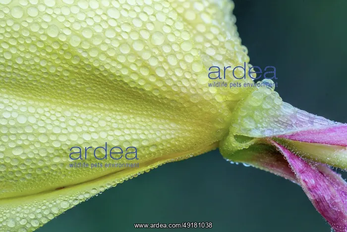  : Evening Primrose - Flower with Dew - UK