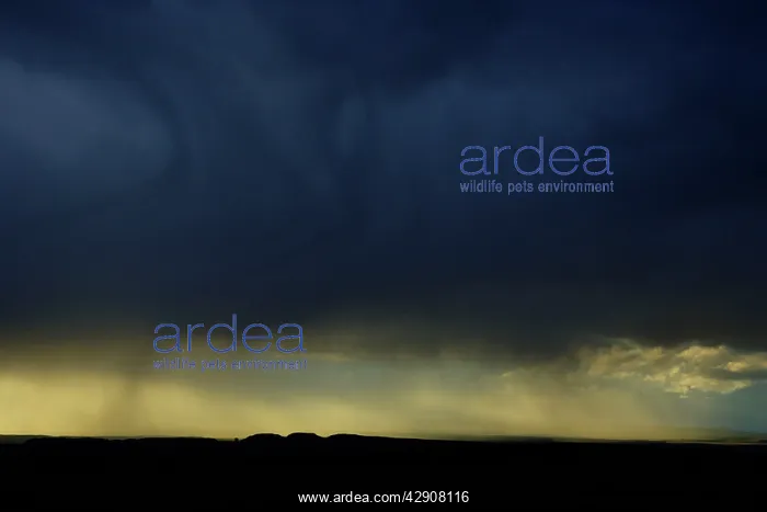 : Evening rain storm in spring, over Hadrian's Wall : Evening rain storm in spring, over Hadrian's Wall