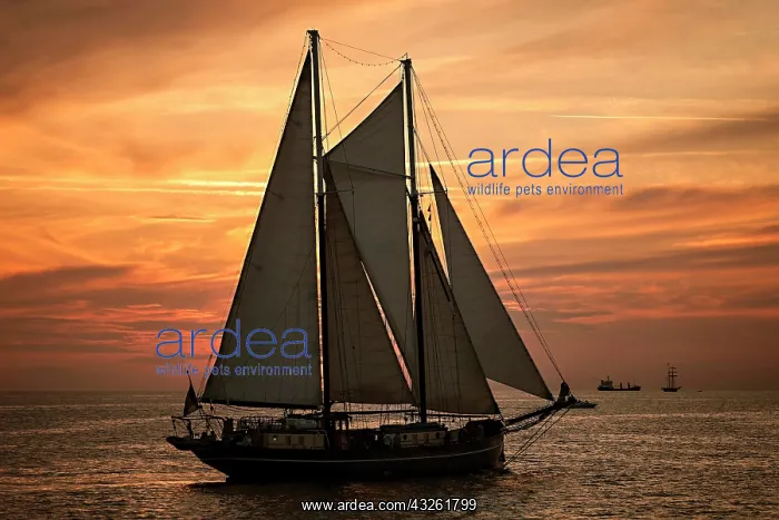 : Evening sail with the two-masted schooner SS OBAN : Evening sail with the two-masted schooner SS OBAN