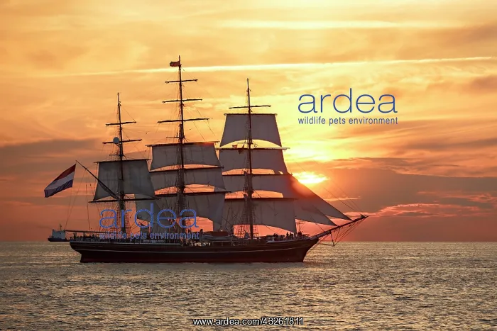 : Evening sailing with the Stad Amsterdam in the foreground : Evening sailing with the Stad Amsterdam in the foreground