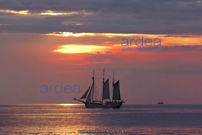 : Evening sailing with three-masted schooner Mare : Evening sailing with three-masted schooner Mare