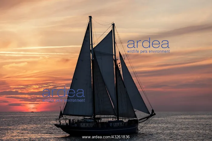 : Evening sailing, two-masted schooner OBAN at the : Evening sailing, two-masted schooner OBAN at the