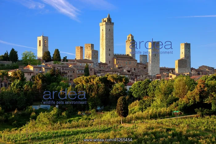 : Evening over San Gimignano, Tuscany, Italy : Evening over San Gimignano, Tuscany, Italy