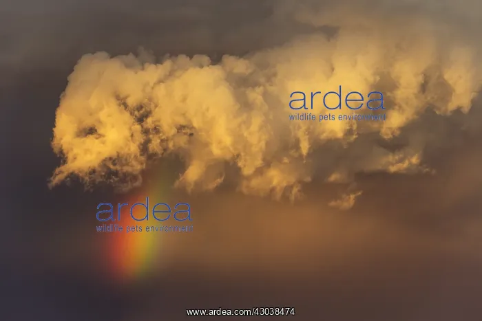 : Evening thunderstorm with Cumulonimbus cloud and : Evening thunderstorm with Cumulonimbus cloud and