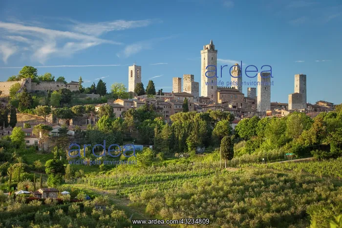 : Evening view over medieval town of San Gimignagno : Evening view over medieval town of San Gimignagno