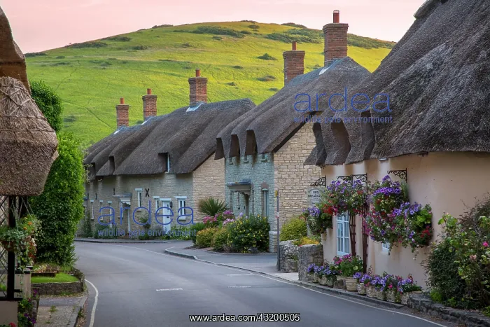 : Evening view of thatch roof cottages in West Lulworth : Evening view of thatch roof cottages in West Lulworth