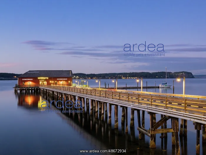 : Evening view of wharf in Coupeville, Whidbey Island : Evening view of wharf in Coupeville, Whidbey Island