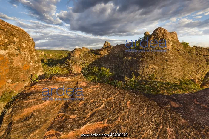 : Eveninglight over the Chapada dos Guimaraes, Br : Eveninglight over the Chapada dos Guimaraes, Br