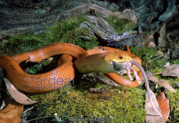 : Everglades / Orange Rat Snake - with rat prey in mouth : Everglades / Orange Rat Snake - with rat prey in mouth