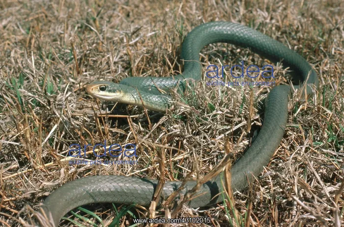 : Everglades Racer : Everglades Racer
