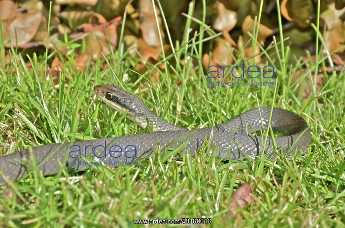 : Everglades Racer : Everglades Racer