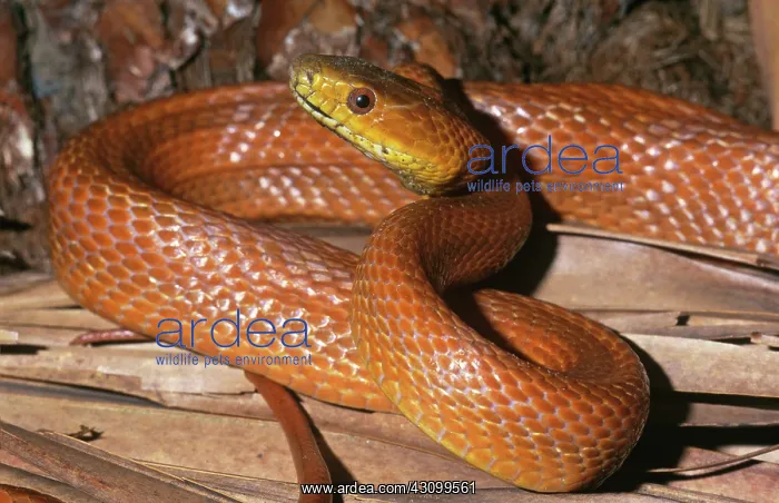 : Everglades Rat Snake : Everglades Rat Snake