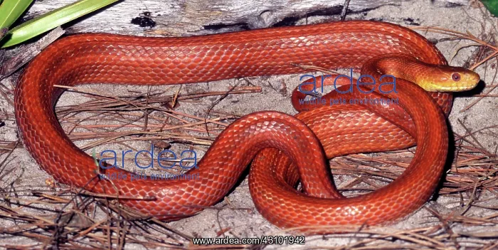 : Everglades Rat Snake : Everglades Rat Snake