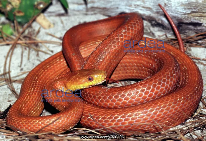 : Everglades Rat Snake : Everglades Rat Snake