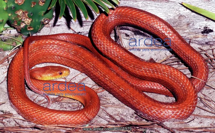 : Everglades Rat Snake : Everglades Rat Snake