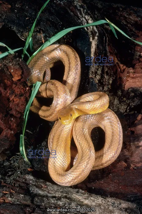 : Everglades Rat Snake : Everglades Rat Snake