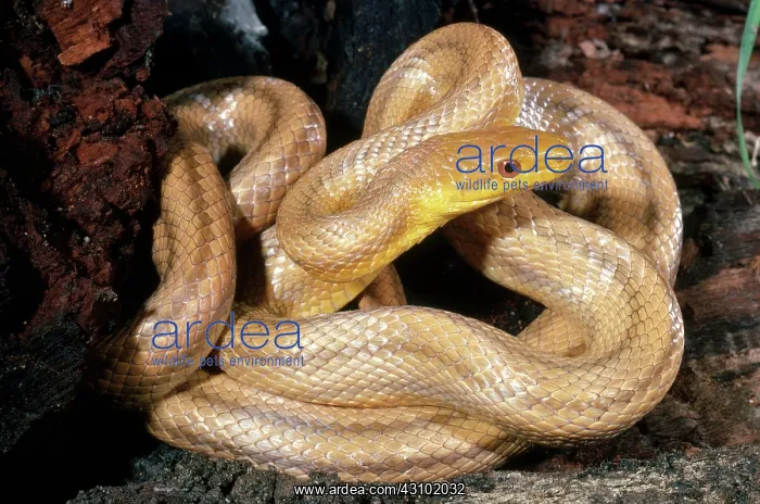 : Everglades Rat Snake : Everglades Rat Snake