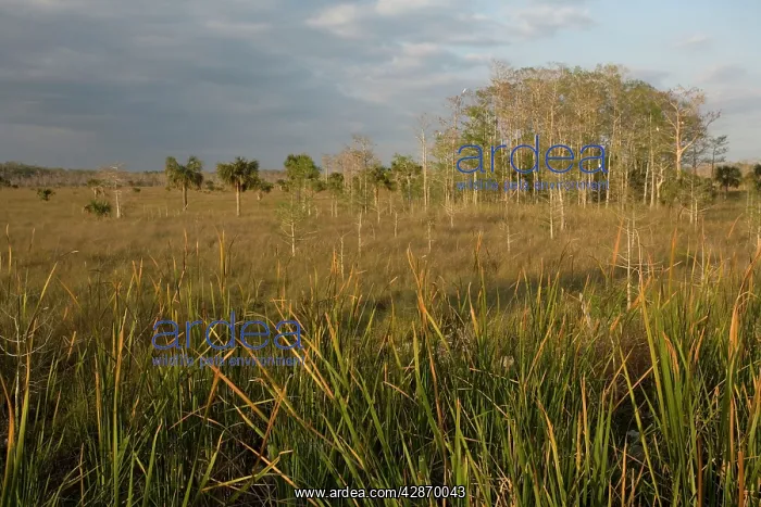 : Everglades view, with swamp cypress, cabbage palm : Everglades view, with swamp cypress, cabbage palm