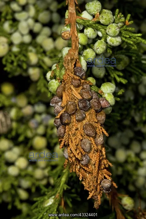 : Evergreen Bagworm cocoon : Evergreen Bagworm cocoon