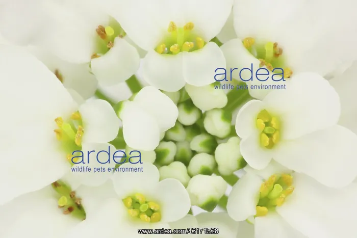  : Evergreen Candytuft